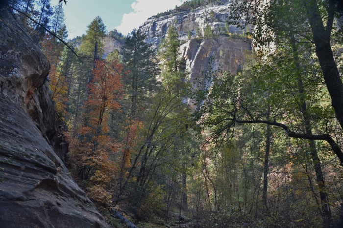 Fall trees in Oak Creek Canyon